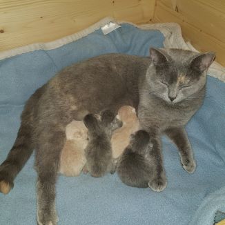 Bounty mit 5 Kitten vom 1. Wurf
